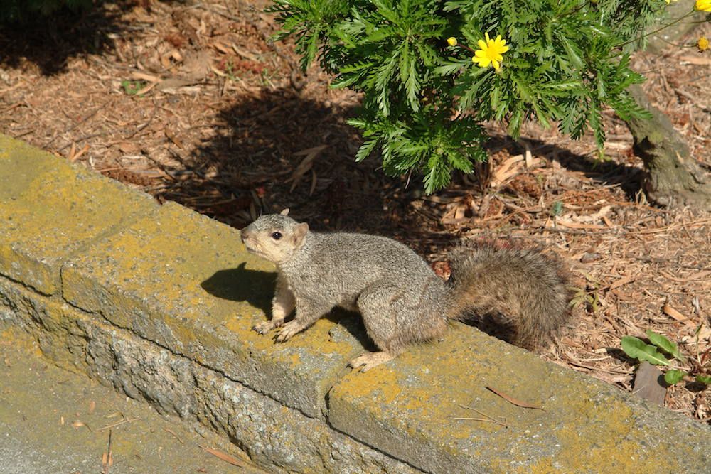 Squirrel at Pemar Golf Course